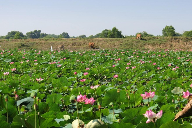 Les champs de lotus